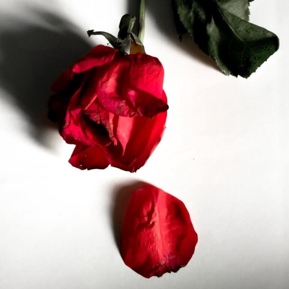 โ Rarest Rose Shop โ - Picture 2 of 2